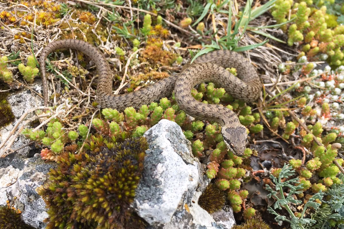 Smooth snake (Coronella austriaca) — 6 regions