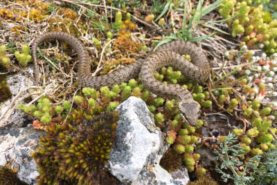Обыкновенная медянка (Coronella austriaca) — Грузия — широко