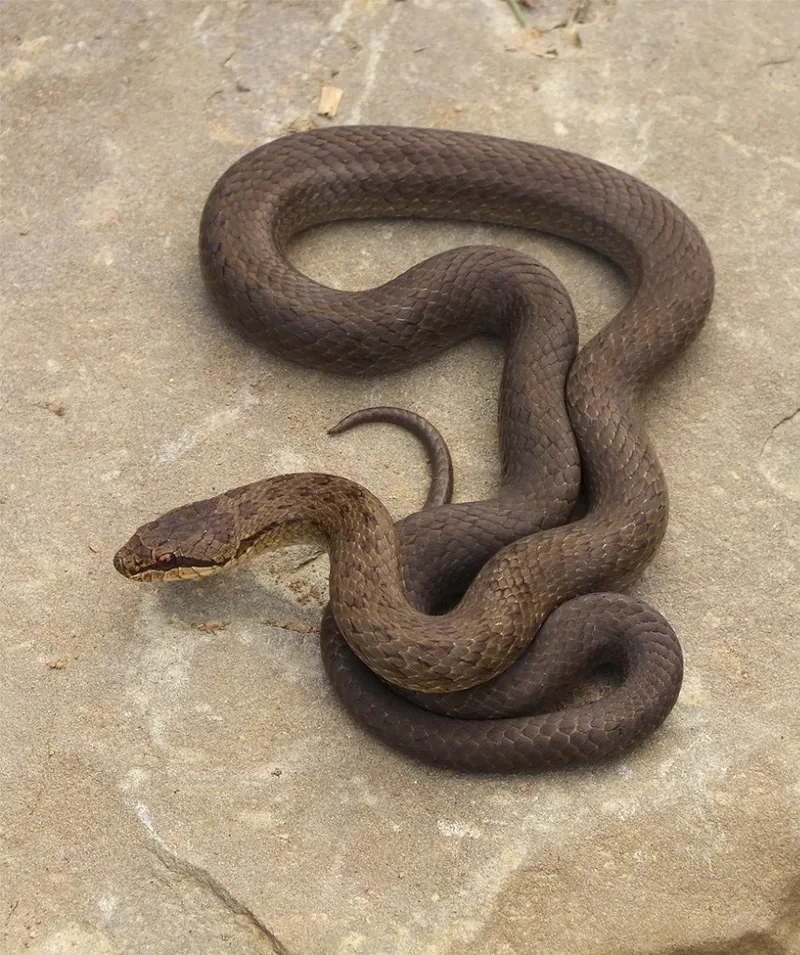 Smooth snake (Coronella austriaca) — Akhaltsikhe — Andrey Vedenin