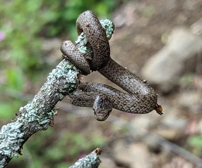 Smooth snake (Coronella austriaca) — Didgori — Ketevan Feikrishvili