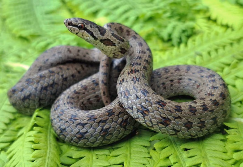 Avusturya yılanı (Coronella austriaca)