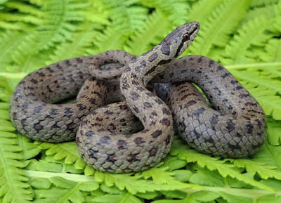Avusturya yılanı (Coronella austriaca)