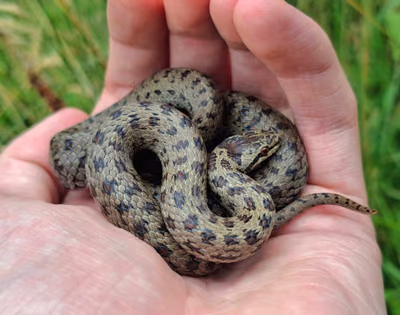 Avusturya yılanı (Coronella austriaca)