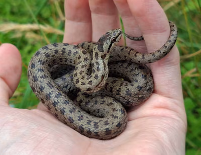Avusturya yılanı (Coronella austriaca)