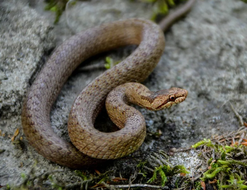 Smooth snake (Coronella austriaca) — Borjomi-Kharagauli National Park — ზაური ხაჩიძე