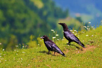 ყორანი (Corvus corax) — მთელი წლის რეზიდენტი საქართველოში — ნიკა პაპოშვილი