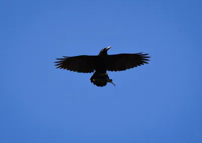ყორანი (Corvus corax) — ბორჯომ-ხარაგაულის ეროვნული პარკი