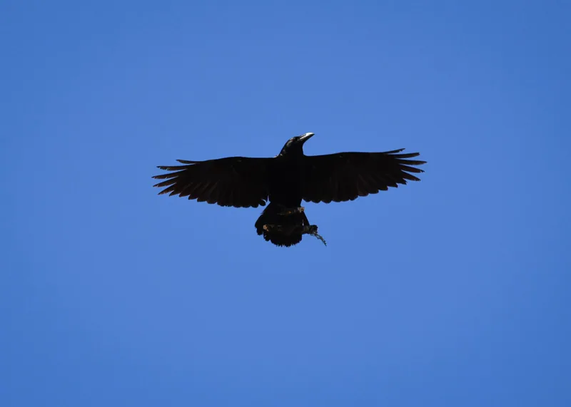 Northern raven (Corvus corax) — Borjomi-Kharagauli National Park — Zauri Khachidze