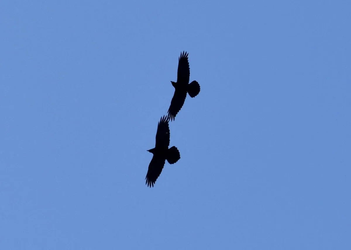 Northern raven (Corvus corax) Year-round resident in Georgia