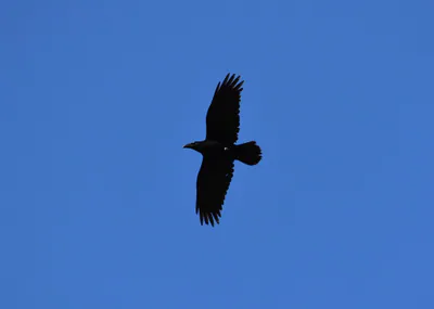 ყორანი (Corvus corax) — ბორჯომ-ხარაგაულის ეროვნული პარკი