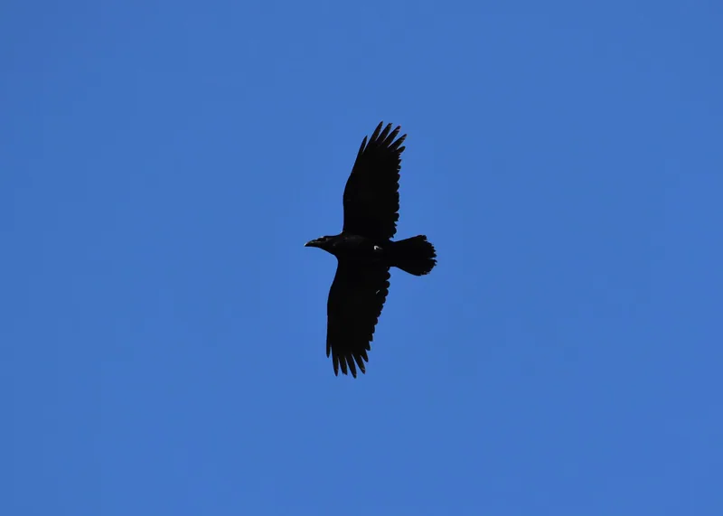 Northern raven (Corvus corax) — Borjomi-Kharagauli National Park — Zauri Khachidze
