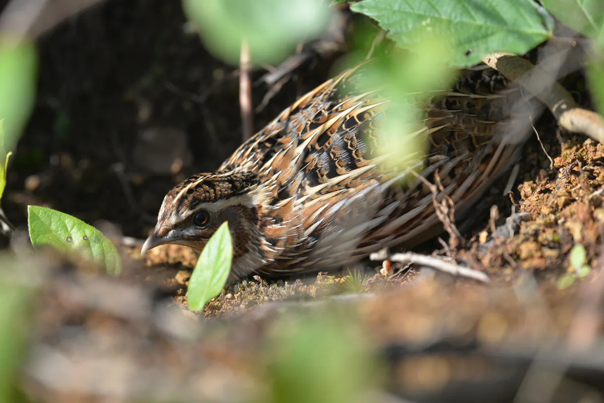 Common quail (Coturnix coturnix) — Batumi — Alexandre Roux