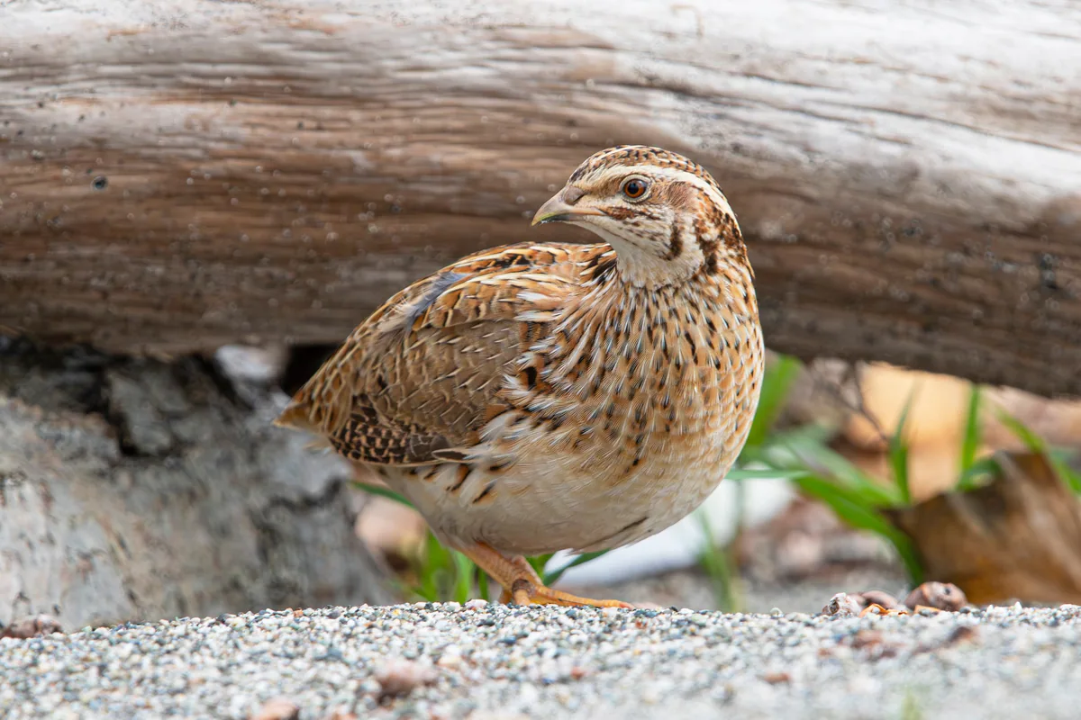 Common quail (Coturnix coturnix) — Gagra — Alexey Trubin