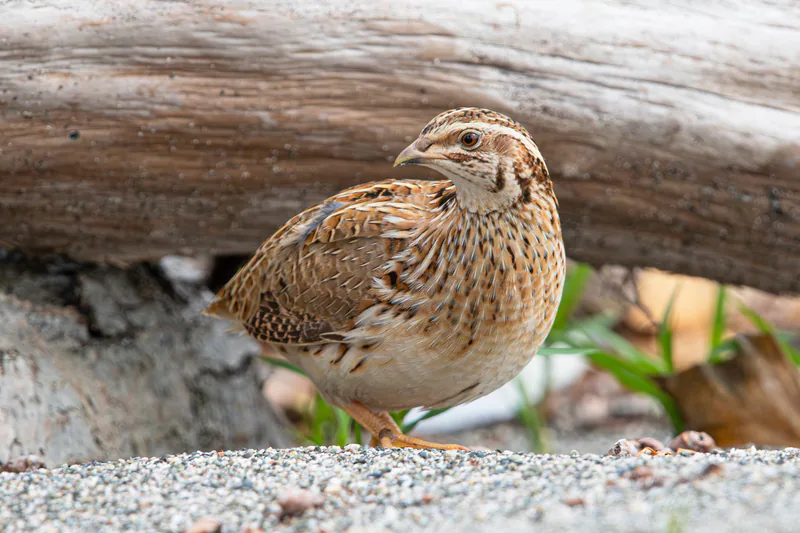 Common quail (Coturnix coturnix) — Gagra — Alexey Trubin