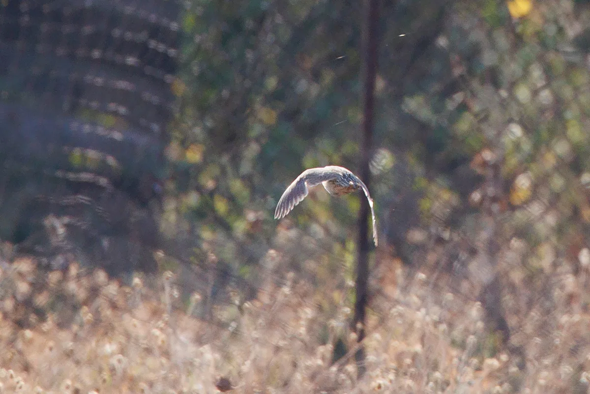 Common quail (Coturnix coturnix) — Kumisi — Giorgi Natsvlishvili