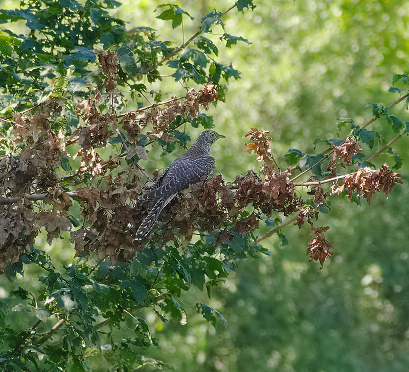 Common cuckoo (Cuculus canorus) — Mannheim — Andreas Eichler