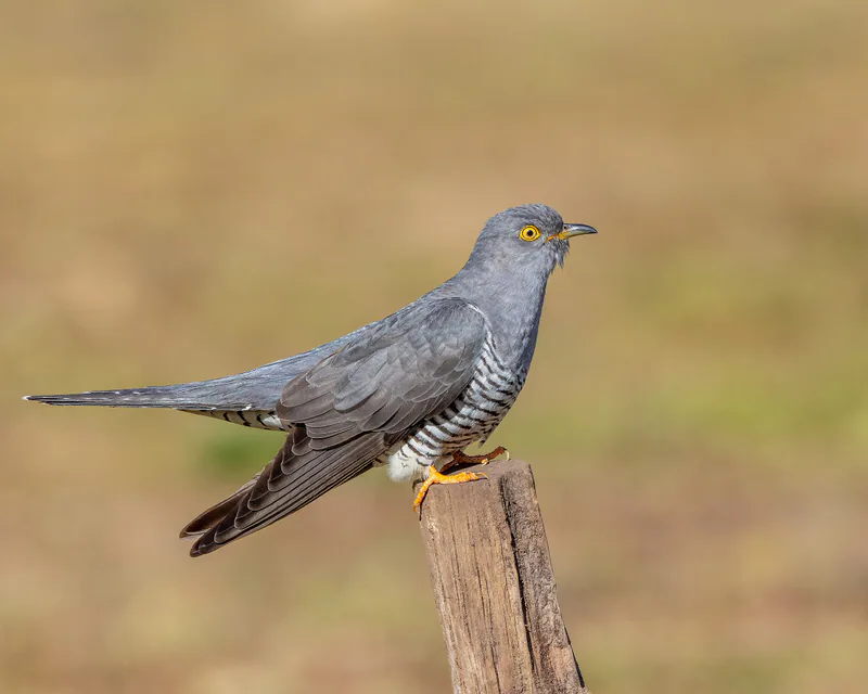 Common cuckoo (Cuculus canorus) — Thursley Common — Andy Morffew