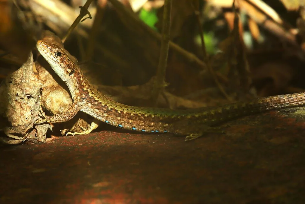 Ajarian Rock Lizard (Darevskia adjarica) — Kobuleti — Christian Langner