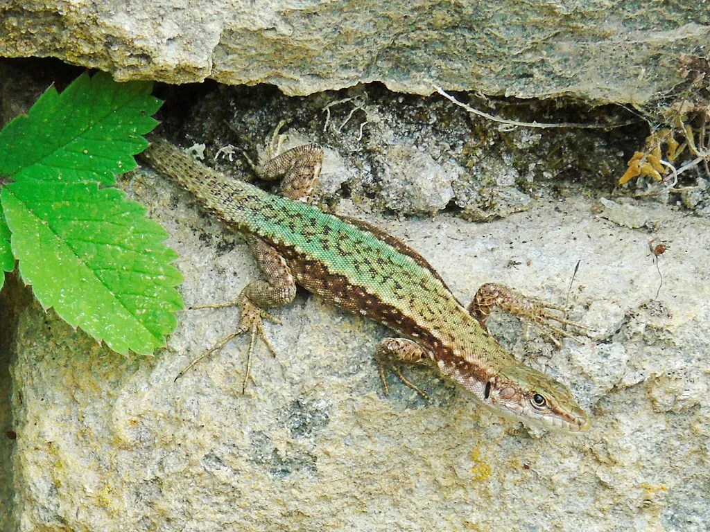 Ajarian Rock Lizard (Darevskia adjarica) — Keda — Kseniia Marianna Prondzynska