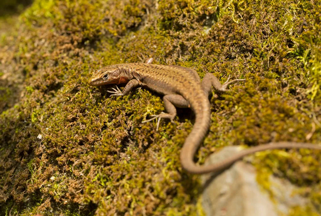 Ajarian Rock Lizard (Darevskia adjarica) — Batumi — Leonid A. Neymark