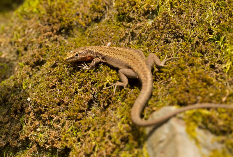 Ajarian Rock Lizard (Darevskia adjarica) — Batumi — Leonid A. Neymark