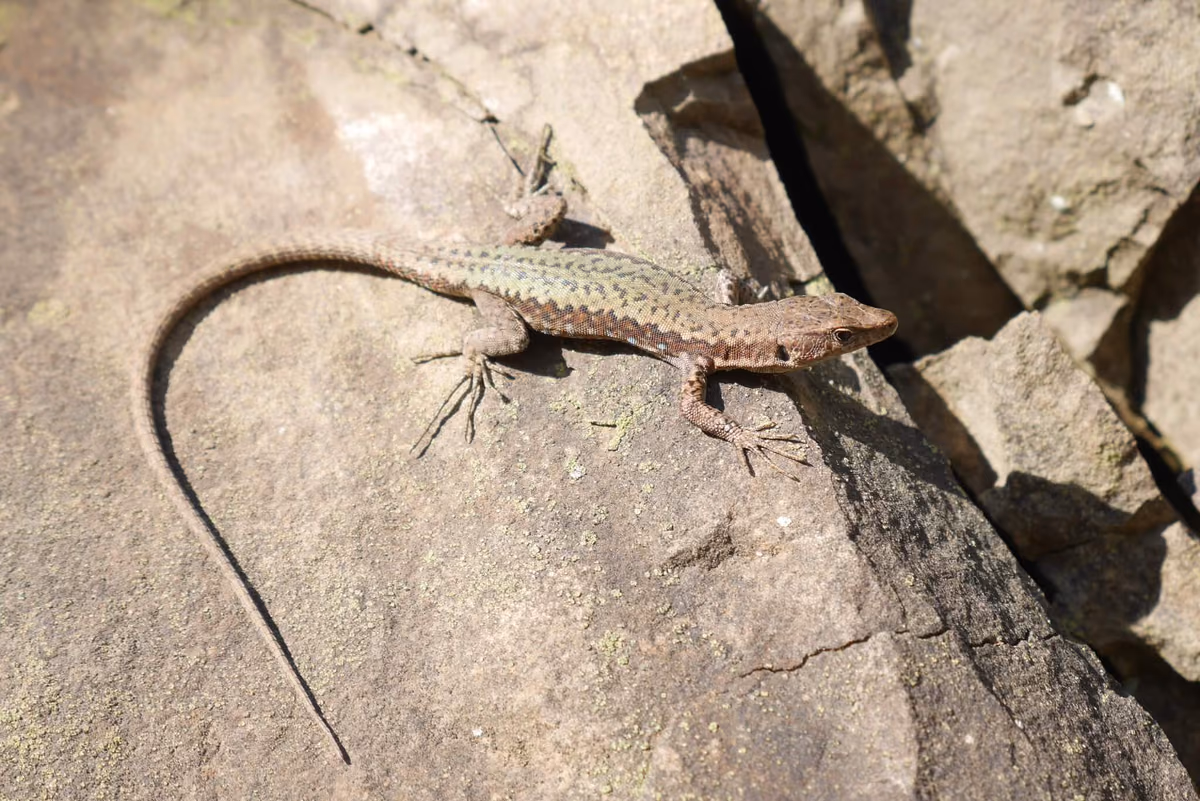 Ajarian Rock Lizard (Darevskia adjarica) Adjara (Shuakhevi) and Abastumani