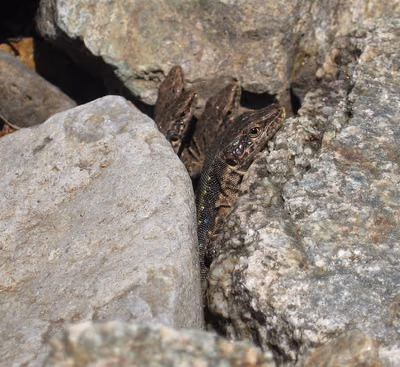 Armenian Rock Lizard (Darevskia armeniaca) — Southern Georgia — Ninotsminda (Saghamo), Akhalkalaki
