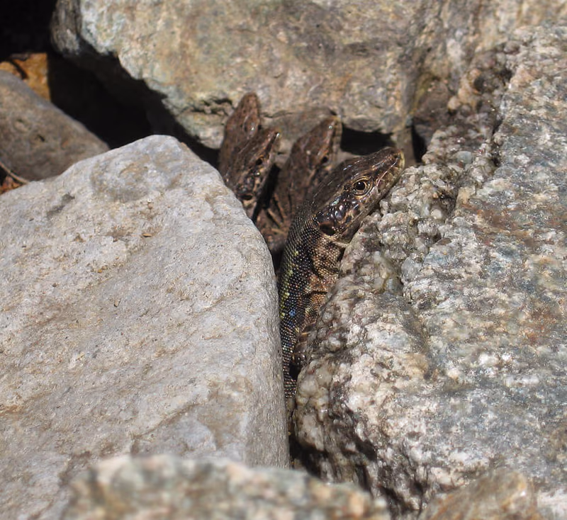 Armenian Rock Lizard (Darevskia armeniaca) — Southern Georgia — Ninotsminda (Saghamo), Akhalkalaki — Konrad Mebert