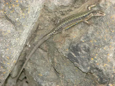 Armenian Rock Lizard (Darevskia armeniaca) — დმანისი