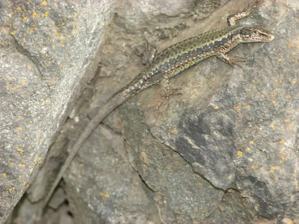 Armenian Rock Lizard (Darevskia armeniaca) — Dmanisi — David Tarkhnishvili