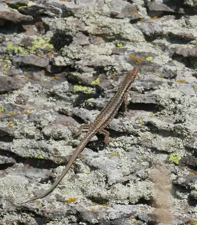 Armenian Rock Lizard (Darevskia armeniaca) — საღამოს ტბა