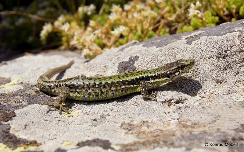Armenian Rock Lizard (Darevskia armeniaca) — Southern Georgia — Ninotsminda (Saghamo), Akhalkalaki — Konrad Mebert