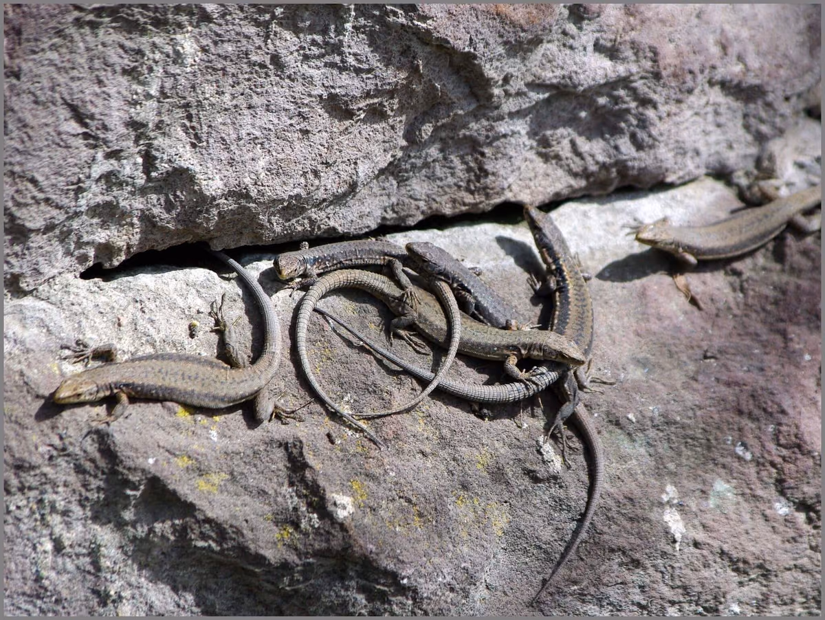Armenian Rock Lizard (Darevskia armeniaca) Southern Georgia — Ninotsminda (Saghamo), Akhalkalaki