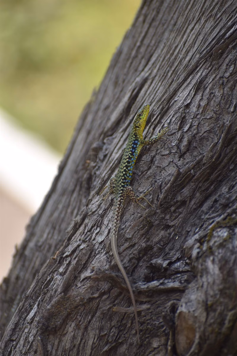 Brauner's Rock Lizard (Darevskia brauneri) — Western and central Greater Caucasus — Mestia (Manshura), Martvili, Ertso Lake
