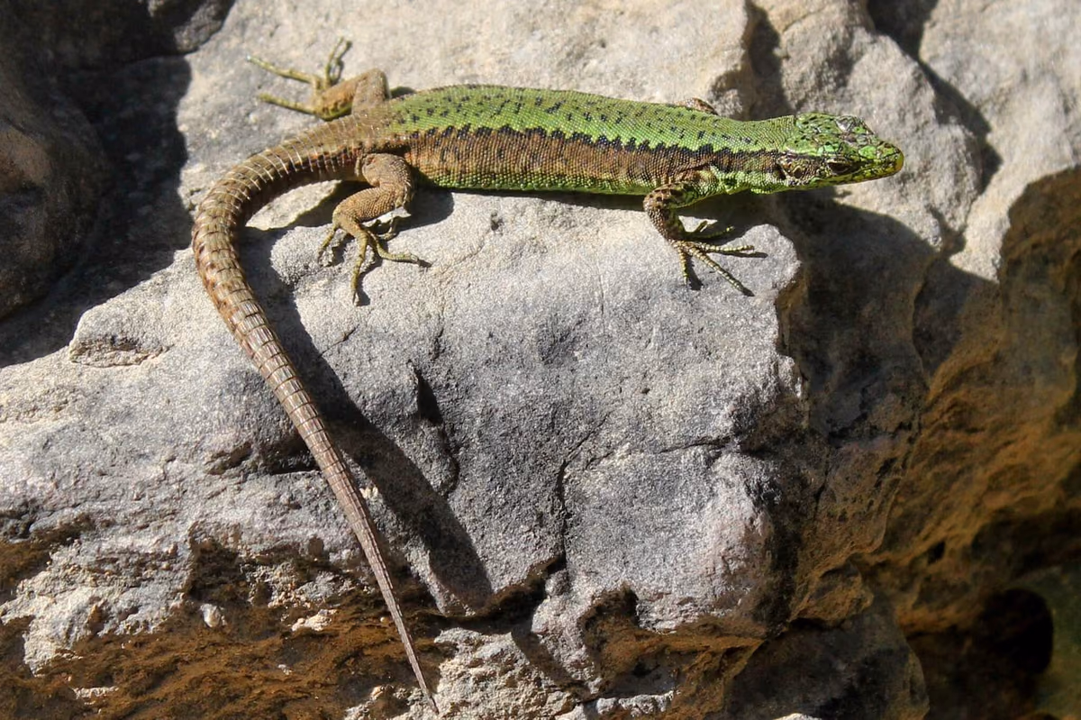 Brauner's Rock Lizard (Darevskia brauneri) Western and central Greater Caucasus — Mestia (Manshura), Martvili, Ertso Lake