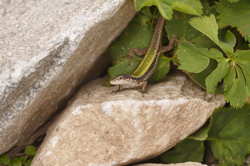 Caucasian Rock Lizard (Darevskia caucasica) — Truso Valley, Zakagori; Tbatana; Lebarde