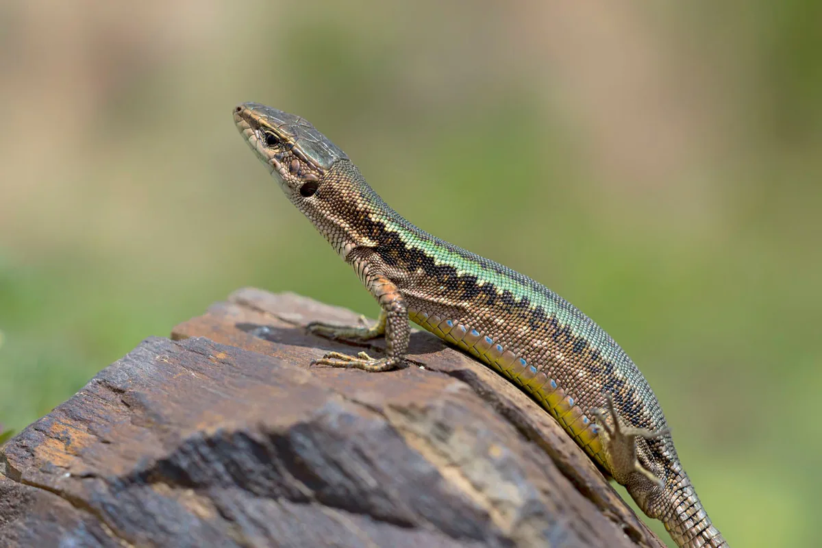 Caucasian Rock Lizard (Darevskia caucasica) — Mestia — clo_09