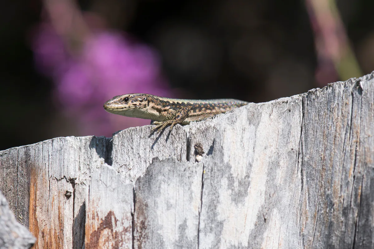 Caucasian Rock Lizard (Darevskia caucasica) — Mestia — David Broek