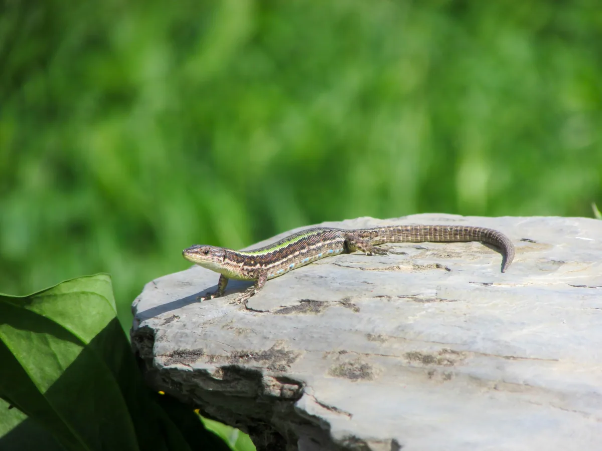 Caucasian Rock Lizard (Darevskia caucasica) — Oni Municipality — Evgeny Pokrovsky