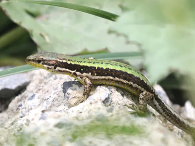 Caucasian Rock Lizard (Darevskia caucasica) — Dusheti Municipality — Floyd E. Hayes