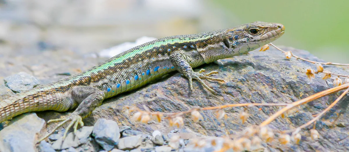 Caucasian Rock Lizard (Darevskia caucasica) — Mkinvartsveri — Jean-Louis Carlo