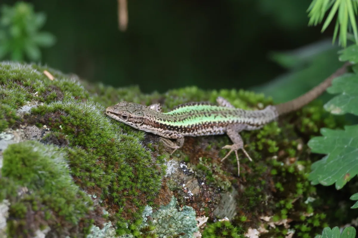 Caucasian Rock Lizard (Darevskia caucasica) — Kazbegi — Léo Domingues-Haccart