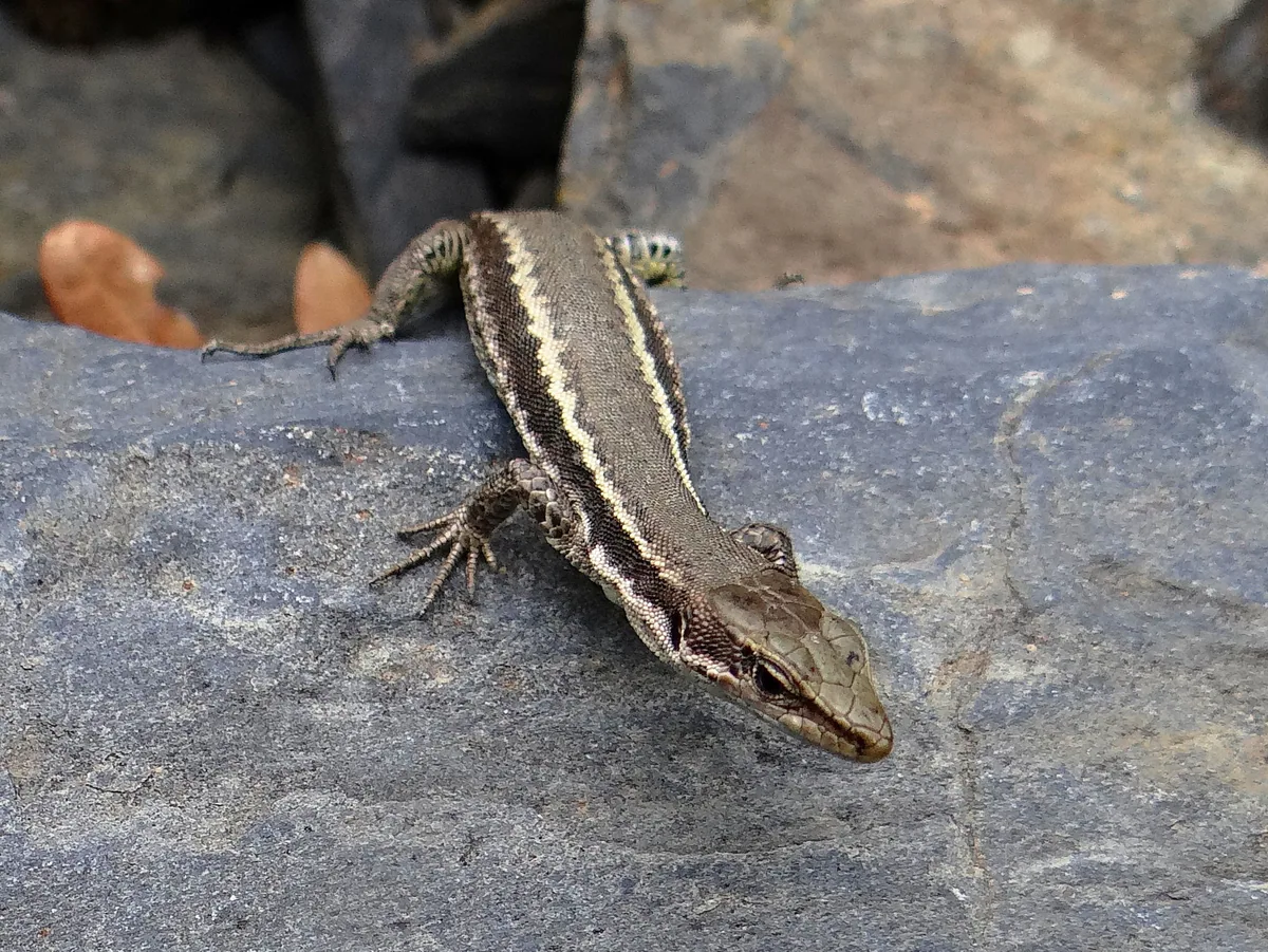 Caucasian Rock Lizard (Darevskia caucasica) — Dusheti Municipality — Michal Kohn