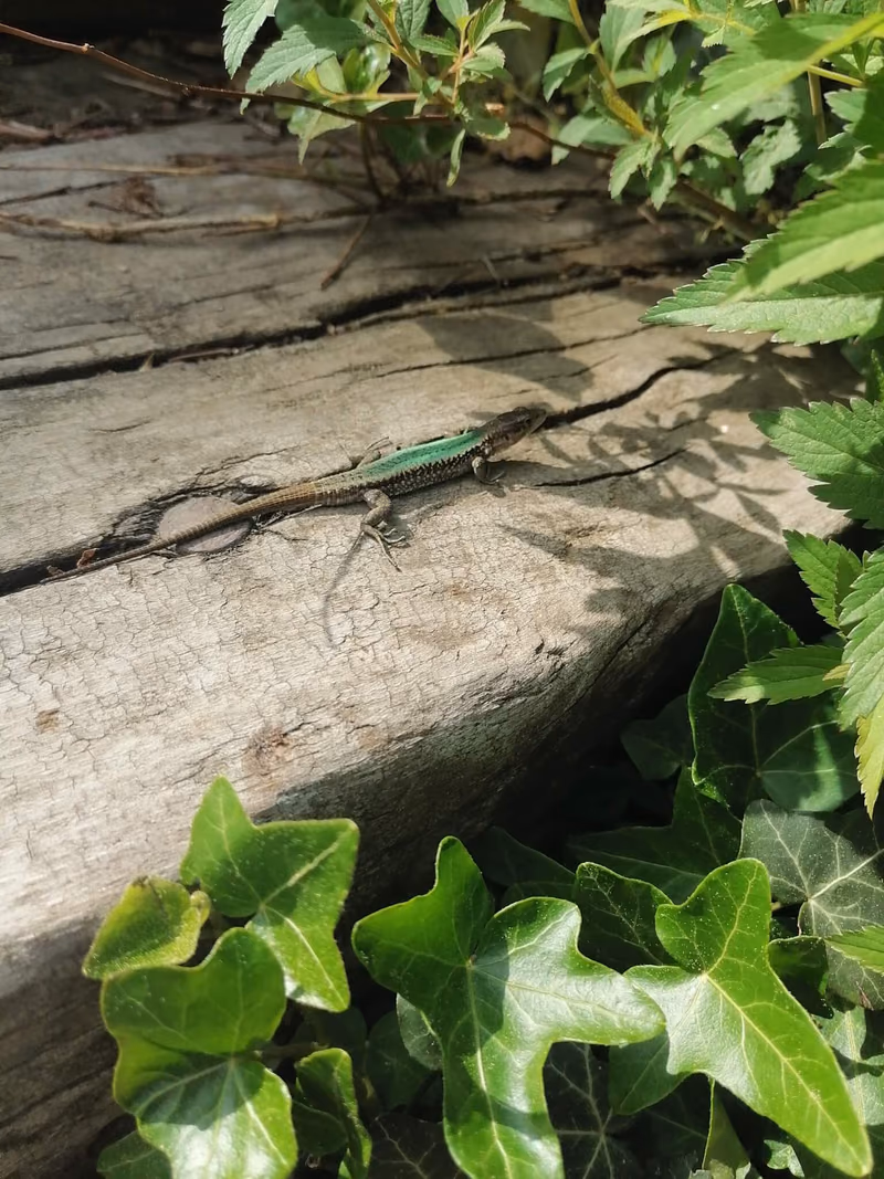 Caucasian Rock Lizard (Darevskia caucasica) — Truso Valley, Zakagori; Tbatana; Lebarde