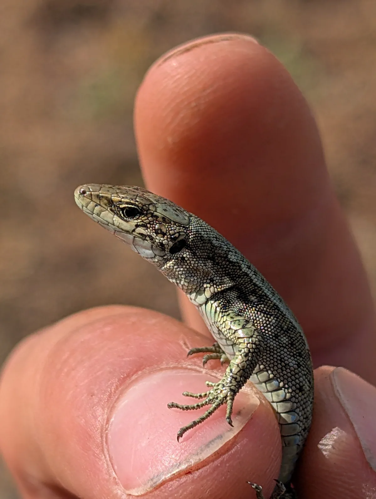 Caucasian Rock Lizard (Darevskia caucasica) — Kazbegi — pcam