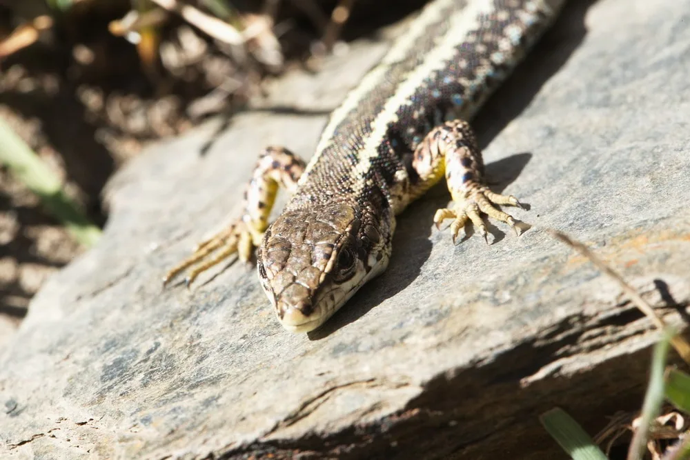 Caucasian Rock Lizard (Darevskia caucasica) Greater Caucasus