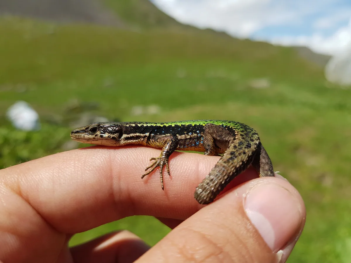 Caucasian Rock Lizard (Darevskia caucasica) — Kakheti — Sopo Balkhamishvili