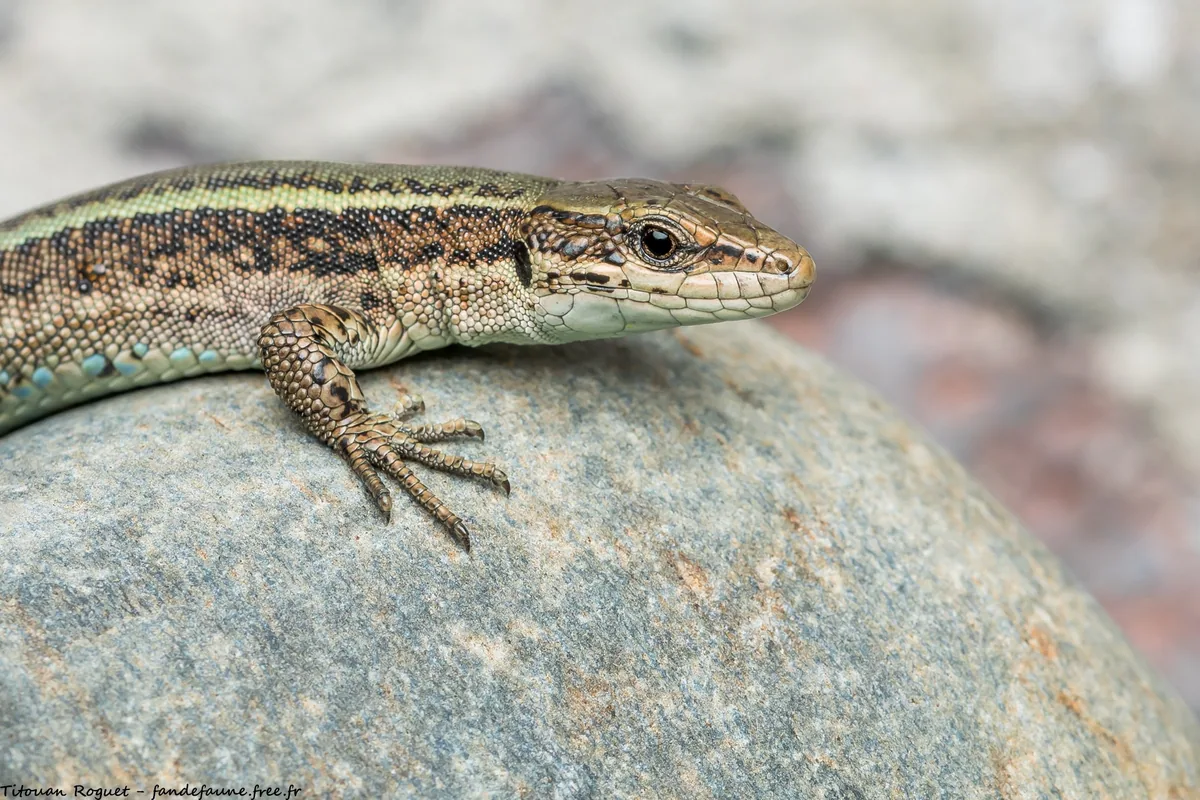 Caucasian Rock Lizard (Darevskia caucasica) — Kazbegi — Titouan Roguet
