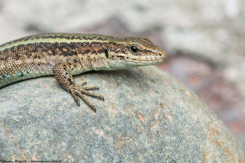 Caucasian Rock Lizard (Darevskia caucasica) — Kazbegi — Titouan Roguet