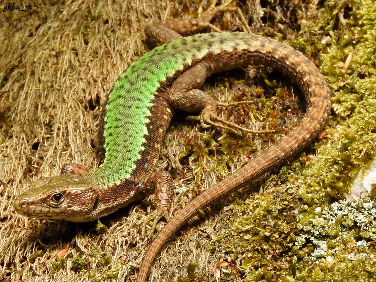 Clark's Rock Lizard (Darevskia clarkorum) Adjara — Charnali Gorge (Khelvachauri)